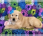 Small Photo #6 Golden Retriever Puppy For Sale in OXFORD, PA, USA