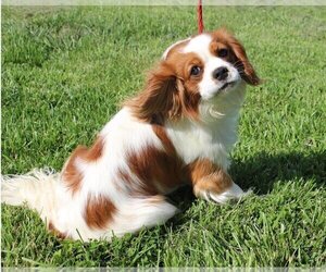 Father of the Cavalier King Charles Spaniel puppies born on 03/28/2025