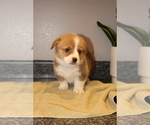 Small Photo #4 Pembroke Welsh Corgi Puppy For Sale in ROCK VALLEY, IA, USA