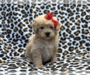 ShihPoo Puppy for Sale in LAKELAND, Florida USA