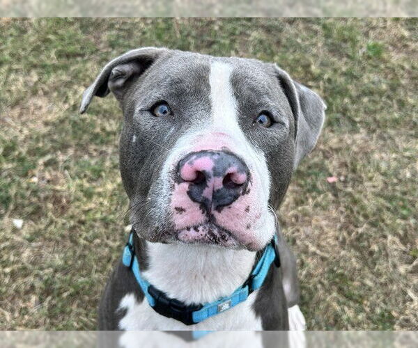 Medium Photo #2 American Pit Bull Terrier Puppy For Sale in Ocala, FL, USA