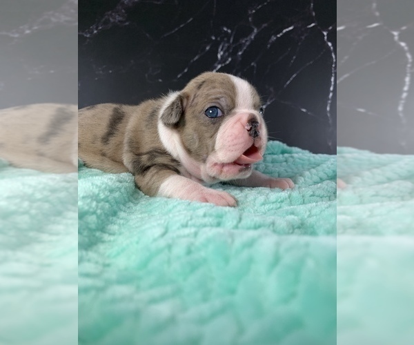 Medium Photo #41 Boston Terrier Puppy For Sale in TULARE, CA, USA