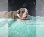 Small Photo #41 Boston Terrier Puppy For Sale in TULARE, CA, USA