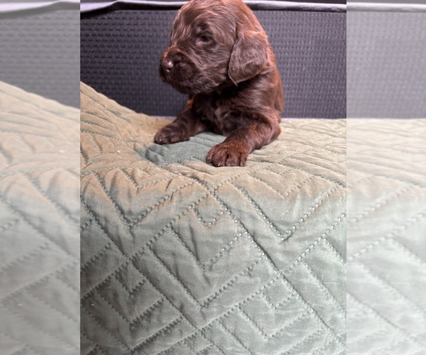 Medium Photo #1 Saint Berdoodle Puppy For Sale in HOMOSASSA, FL, USA