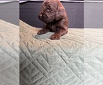 Puppy Brown Saint Berdoodle