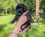 Small Photo #35 Golden Mountain Doodle  Puppy For Sale in BROKEN ARROW, OK, USA
