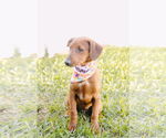Small Photo #4 Dachshund-Unknown Mix Puppy For Sale in Princeton, MN, USA