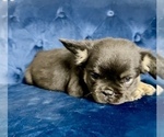 Small #33 French Bulldog