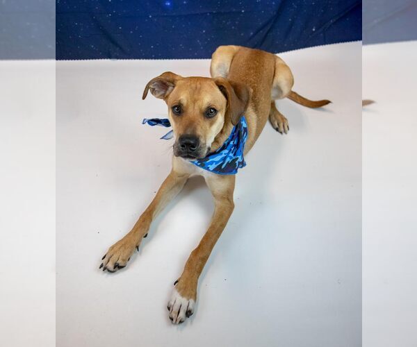 Medium Photo #10 Border Collie-Unknown Mix Puppy For Sale in Kennesaw, GA, USA