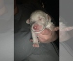 Small Photo #2 Double Doodle Puppy For Sale in GREENSBORO, AL, USA