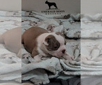 Small Photo #2 Boston Terrier Puppy For Sale in ORANGE, TX, USA