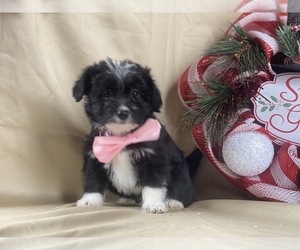 Poocan Puppy for sale in LANCASTER, PA, USA