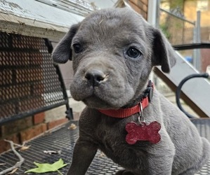 Cane Corso Puppy for sale in BIRMINGHAM, AL, USA