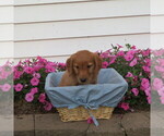 Small Photo #15 English Cream Golden Retriever Puppy For Sale in ATHENS, WI, USA