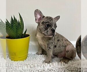 French Bulldog Puppy for sale in JOHNS ISLAND, SC, USA