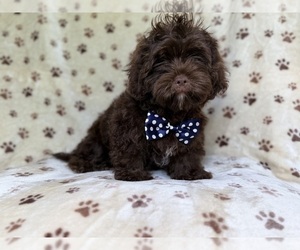 ShihPoo Puppy for sale in LAKELAND, FL, USA