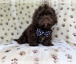 Image preview for Ad Listing. Nickname: Amos