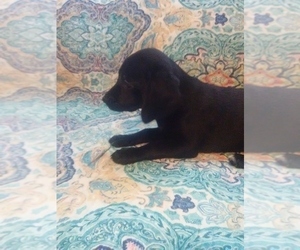 Labrador Retriever Puppy for sale in GINTER, PA, USA
