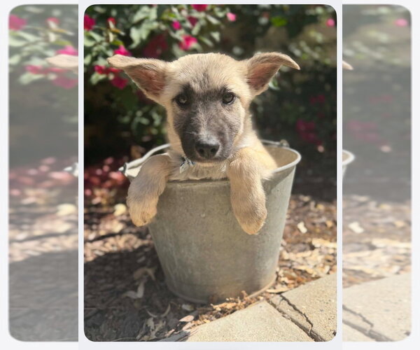 Medium Photo #4 German Shepherd Dog-Unknown Mix Puppy For Sale in West Sacramento, CA, USA