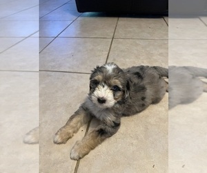 Bernedoodle (Miniature) Puppy for sale in LAKELAND, FL, USA