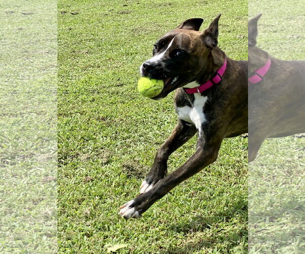 Medium Photo #4 Boxweiler Puppy For Sale in Virginia Beach, VA, USA