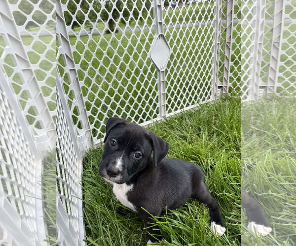 Medium Photo #3 American Pit Bull Terrier-Unknown Mix Puppy For Sale in Derwood, MD, USA