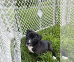 Small #2 American Pit Bull Terrier Mix