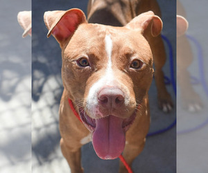 Mutt Dogs for adoption in Tulsa, OK, USA