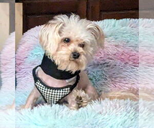 Maltese-Unknown Mix Dogs for adoption in Westmont, IL, USA