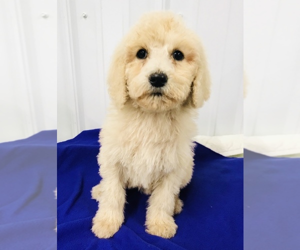 Medium Photo #3 Poodle (Standard) Puppy For Sale in NEWFOLDEN, MN, USA