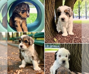 Bernedoodle (Miniature) Puppy for Sale in URBANA, Maryland USA