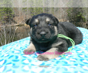 German Shepherd Dog Puppy for sale in PIEDMONT, MO, USA