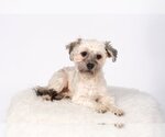 Small Photo #8 Havanese Puppy For Sale in St. Louis Park, MN, USA