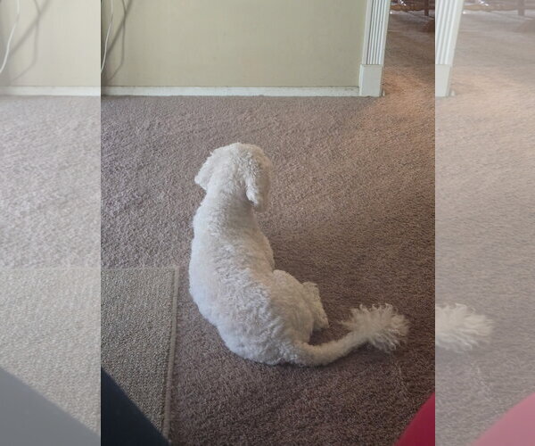 Medium Photo #2 Bichon Frise-Unknown Mix Puppy For Sale in Jackson, NJ, USA