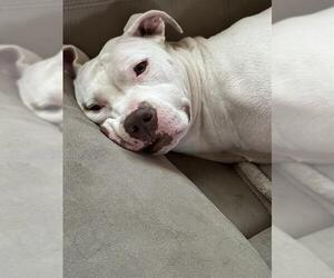 American Staffordshire Terrier-Unknown Mix Dogs for adoption in San Antonio, TX, USA