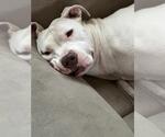 Small American Staffordshire Terrier Mix