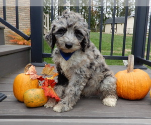 Sheepadoodle Puppy for sale in MILLERSBURG, OH, USA
