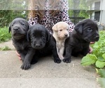 Small #4 Labrador Retriever