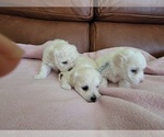 Small Photo #1 Maltipoo Puppy For Sale in SACRAMENTO, CA, USA