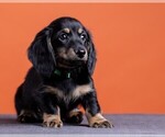 Small Photo #51 Dachshund Puppy For Sale in CROWLEY, TX, USA