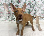 Small #2 American Pit Bull Terrier Mix