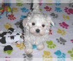 Small Photo #6 Maltese Puppy For Sale in ORO VALLEY, AZ, USA