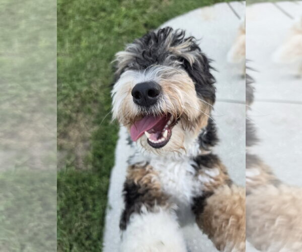 Medium Photo #2 Aussiedoodle Miniature  Puppy For Sale in Valrico, FL, USA