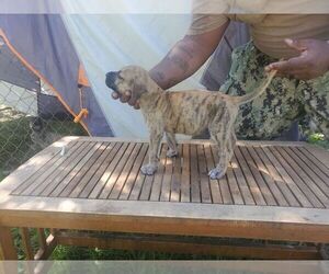 Presa Canario Puppy for sale in FOLKSTON, GA, USA