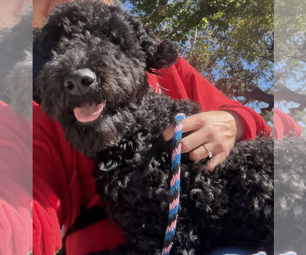 Medium Photo #8 Mutt Puppy For Sale in Sanford, FL, USA