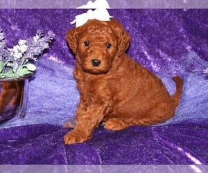 Goldendoodle (Miniature) Puppy for Sale in LIBERAL, Missouri USA