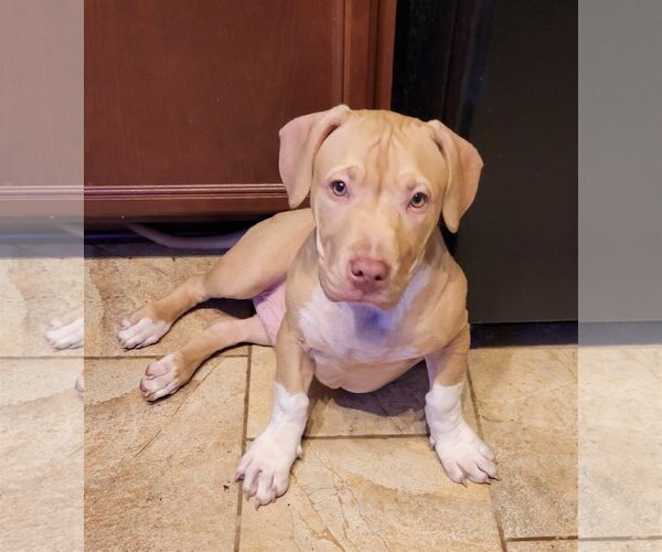Medium Photo #20 American Pit Bull Terrier-American Staffordshire Terrier Mix Puppy For Sale in Spring, TX, USA