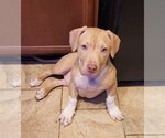Small #19 American Pit Bull Terrier-American Staffordshire Terrier Mix