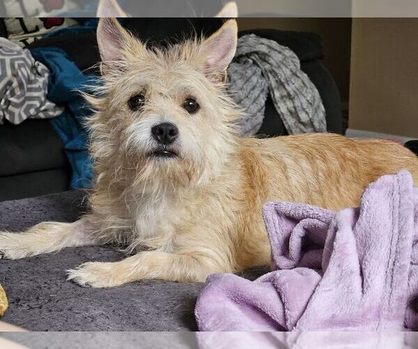 Medium Photo #4 Mutt Puppy For Sale in Mundelein, IL, USA