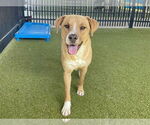 Small #1 Labrador Retriever Mix